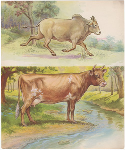 [Cattle]